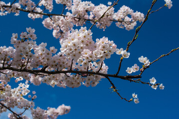 pink cherry blossom in spring