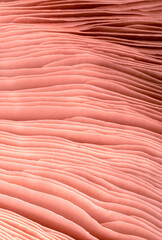 Close-up of the inner surface of a wild mushroom. Abstract macro background.