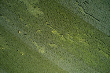 Abstract green texture top view. Green surface aerial view.