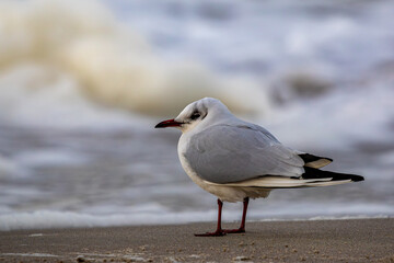 Möwe am Strand in Zingst an der Ostsee.