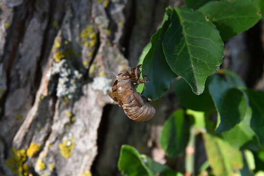 Locust Shell