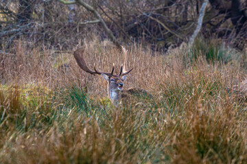 Damhirsch im hohen Gras auf einer Wiese bei Zingst an der Ostsee.
