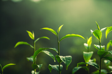 Fototapeta na wymiar Freshness tea leave,close up of tea leaves with morning