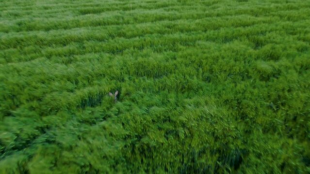 A herd of roe deer on a green field filmed by a drone from the air