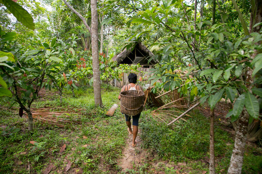 Cuipari, Peru: October 1st 2022: A farmer working collecting vegetables in the Peruvian Amazon jungle near the city of Tarapoto.