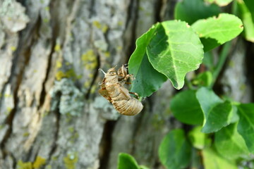 Cicada Skin on a Leaf