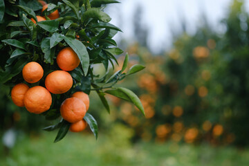 Mandarin oranges on tree with blurred background of laden trees.