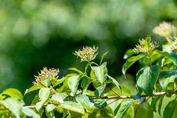 Detail shot of Red Dogwood - Cornus sanguinea flowers
