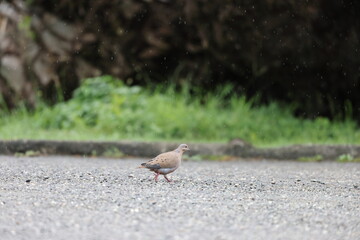 Zenaida dove (Zenaida aurita) in Jamaica