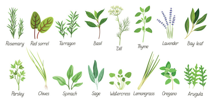 Set with herbs. Green grass, leaves, oregano, rosemary, basil, dill, lavender, lemongrass and other spices. Plants for medicine or cooking. Cartoon flat vector collection isolated on white background