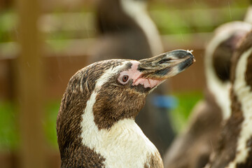 フンボルトペンギン