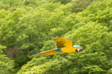 綺麗な色のコンゴウインコ