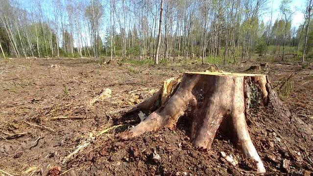 The tree stump of the spruce tree on the ground after cutting in Estonia