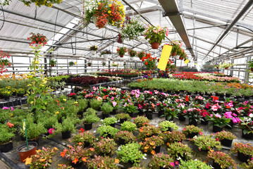 flowers in a greenhouse of a nursery - production of colored flowers in spring