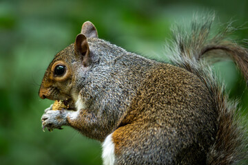 Close up view of a grey squirrel eating a nut against a green background. Squirrel in Kelsey Park,...