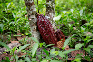 Detail of cocoa pods in an organic cocoa plantation in the Peruvian jungle in the San Martín region, near the city of Tarapoto.