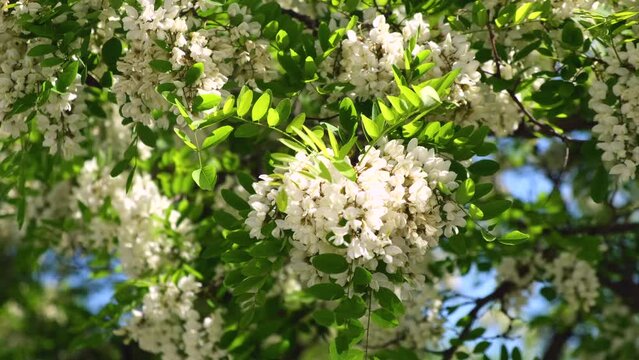 Branches of white acacia flowers with green leaves sway in wind. Blooming tree in summer. Morning sunlight, fresh, fragrant air. 4k resolution footage, film, moving image. 