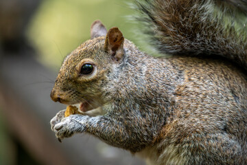 Close up view of a grey squirrel eating a nut. Squirrel in Kelsey Park, Beckenham, Kent, UK. Grey squirrel (Sciurus carolinensis).