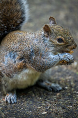 Close up view of a grey squirrel sitting on the ground eating a nut. Squirrel in Kelsey Park, Beckenham, Kent, UK. Grey squirrel (Sciurus carolinensis).