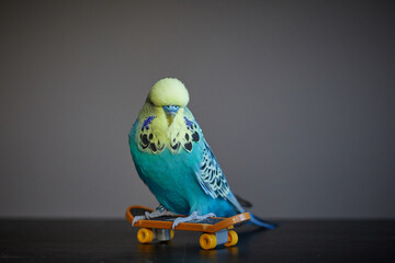 cobalt  parrot with plastic toy skateboard on grey background English budgie © dalia