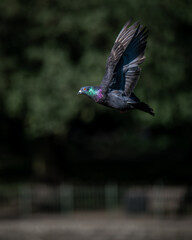 Rock dove or common pigeon or feral pigeon in flight. Portrait image with wings up. Rock dove or common pigeon (Columba livia) in Kelsey Park, Beckenham, Kent, UK