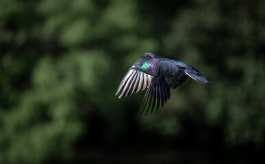 Rock dove or common pigeon or feral pigeon in flight. Landscape image with wings down. Rock dove or common pigeon (Columba livia) in Kelsey Park, Beckenham, Kent, UK