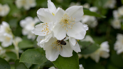 A small bee on a white flower