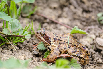 toad sits on the ground close-up