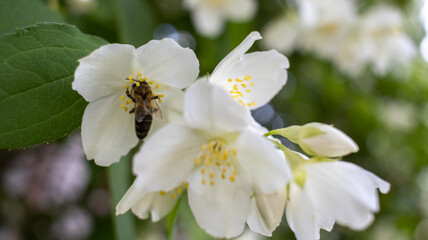 Fototapeta na wymiar A small bee on a white flower