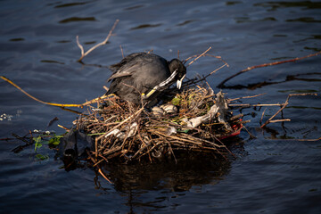 Coot on a nest with eggs. The nest is on a lake in Kelsey Park, Beckenham, Kent, UK. Coot (Fulica...