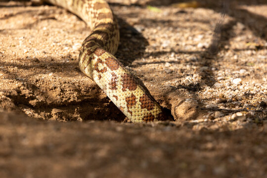 A Sonoran gopher snake, Pituophis catenifer affinis, slithering out of a round-tailed ground squirrel burrow while on the hunt in the Sonoran Desert. Pima County, Tucson, Arizona, USA.