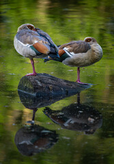 Two Egyptian geese standing on a log in a lake with reflection. The water reflects the green color of the surrounding trees. Kelsey Park, Beckenham, Kent, UK. Egyptian goose (Alopochen aegyptiaca).