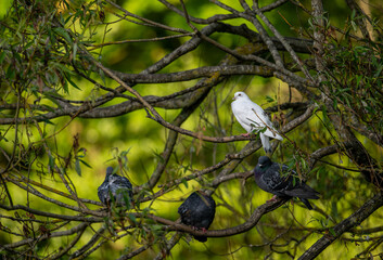 Rock doves or common pigeons or feral pigeons sitting in a tree with green background. Rock dove or...