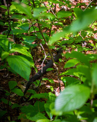 Garter snake hiding in the brush at Stony Brook Wildlife Refuge, Norfolk, Massachusetts