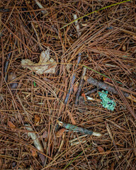 Texture of pine needles covering the ground at Stony Brook Wildlife Sanctuary, Norfolk, Massachusetts