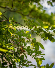 Foliage at the edge of Kingfisher Pond at Stony Brook Wildlife Sanctuary, Norfolk, Massachusetts 