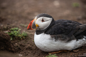 Close up portrait of an Atlantic puffin on Skomer Island, Pembrokeshire