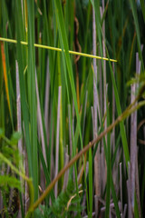 Obraz premium Grasses near the pond at Great Meadows National Wildlife Refuge, Concord Massachusetts
