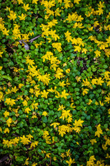 Ground cover in bloom at Great Meadows National Wildlife Refuge, Concord Massachusetts