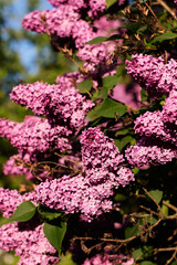 Blooming lilac flowers. Flowers as a background Syringa vulgaris. - 617408736