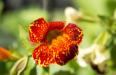 Mimulus Masterpiece, monkey flower in full bloom, it is a perennial bedding plant and there is a natural green out of focus background