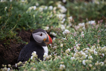 Close up portrait of an Atlantic puffin on Skomer Island, Pembrokeshire