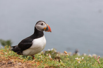 Close up portrait of an Atlantic puffin on Skomer Island, Pembrokeshire