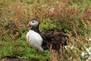 Close up portrait of an Atlantic puffin on Skomer Island, Pembrokeshire
