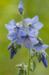 Polemonium caeruleum flowers in a garden. close up shot