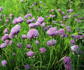 A pink flower of chives, Allium schoenoprasum growing in the garden. Their relatives include the common onions, garlic, shallot, scallion, and Chinese onion, a perennial plant. *