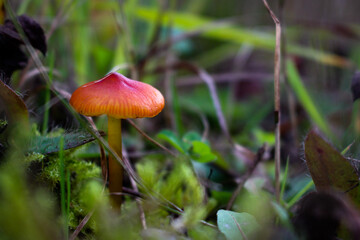mushroom in the forest