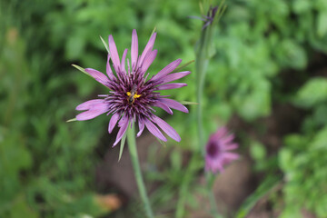 Obraz premium Tragopogon porrifolius is a medicinal herb that is used in the treatment of diseases of the gallbladder, liver, or urinary tract. It is also used as a vegetable. It is commonly known common salsify.