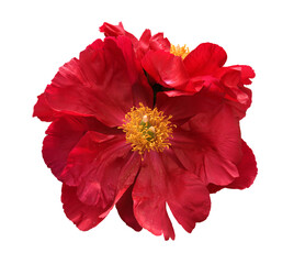 Peony America with luminous red petals and golden stamen on white background