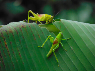 Two grasshoppers biting and eating banana leaf together